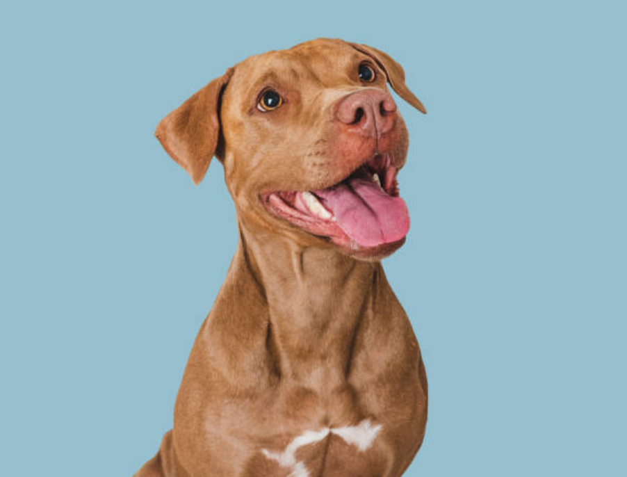 For dog