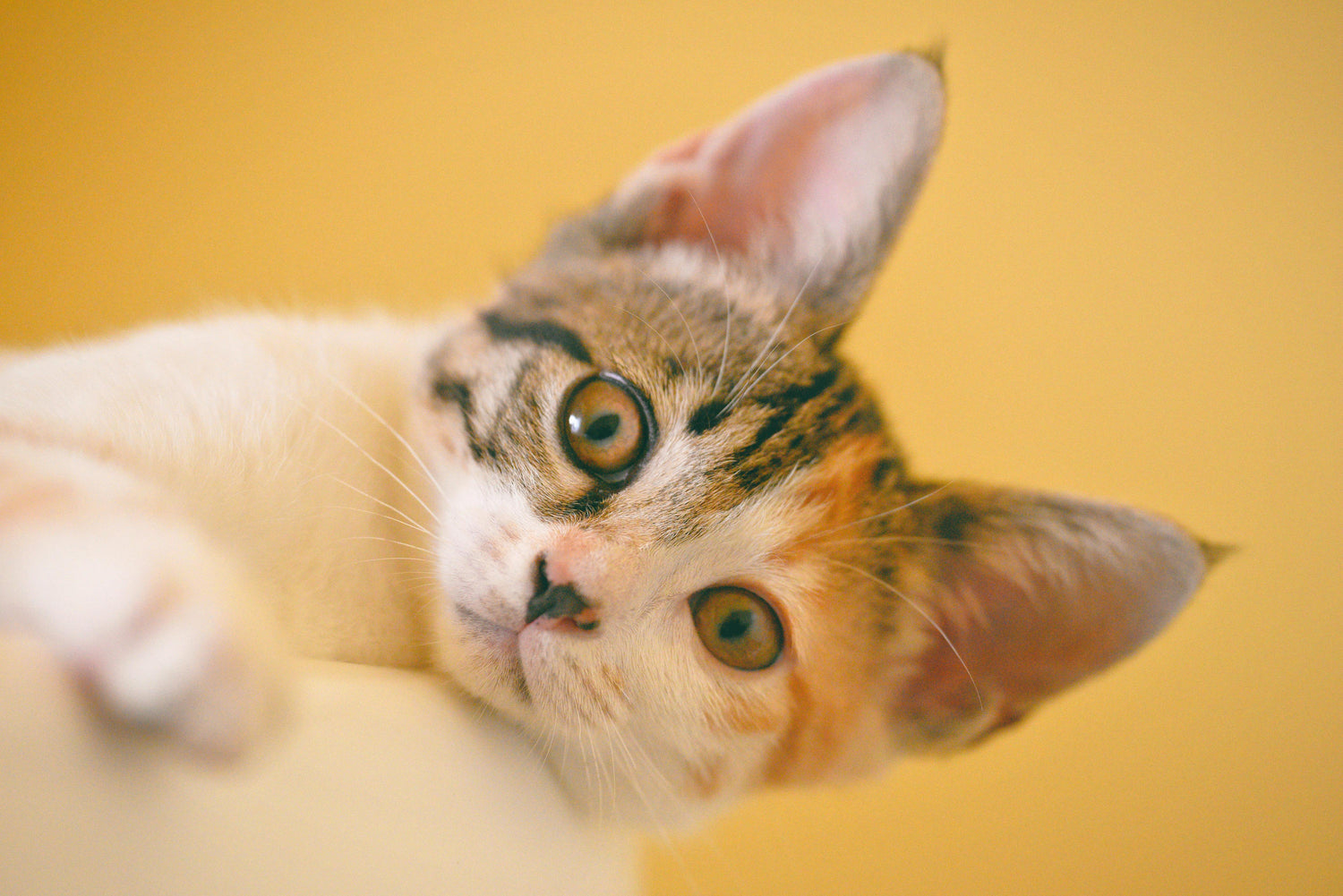 For cat